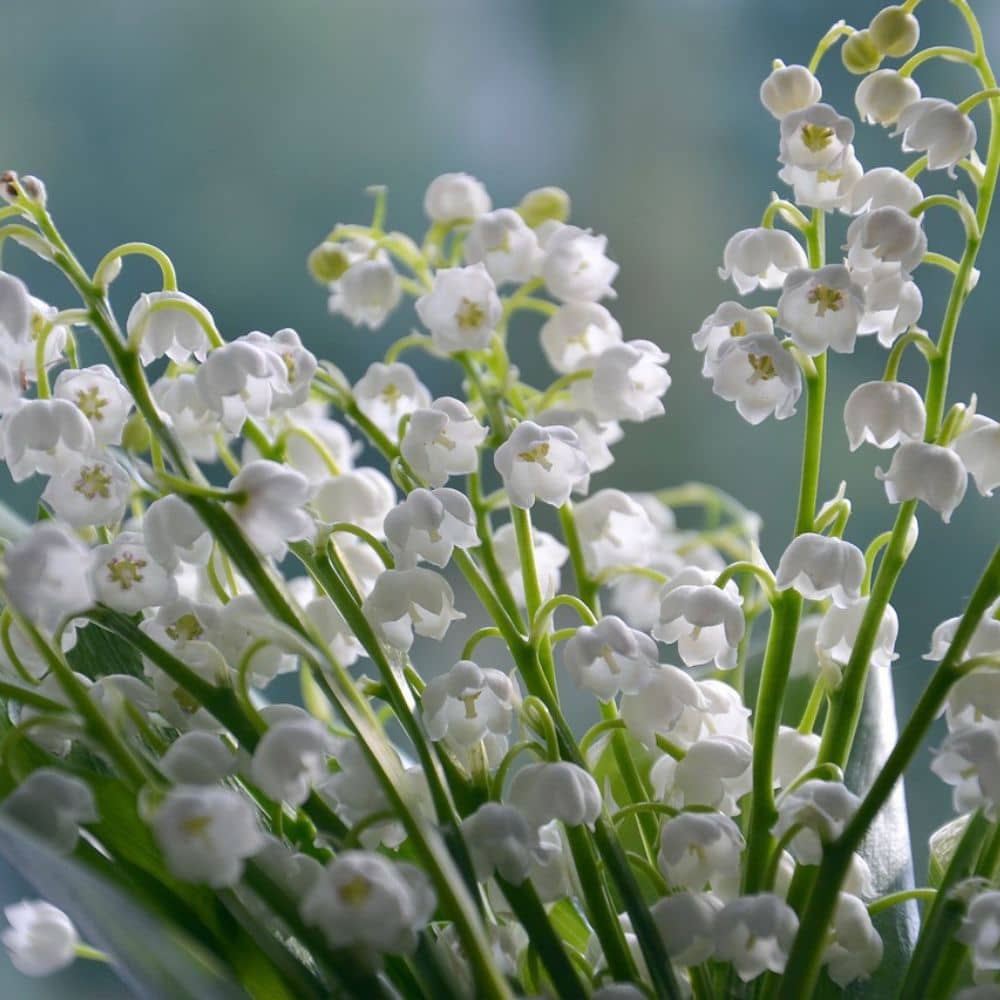 pierre de naissance et fleur de mai