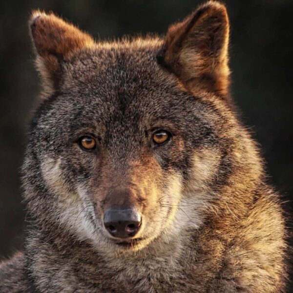 animal-totem-loup