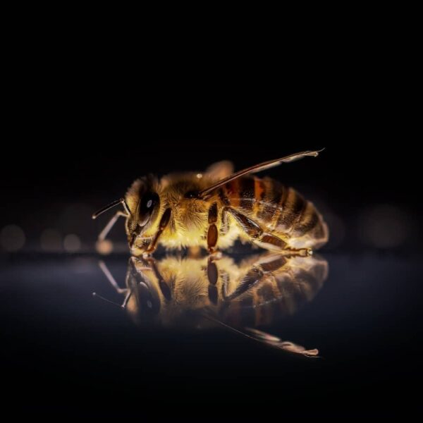 abeille-animal-totem